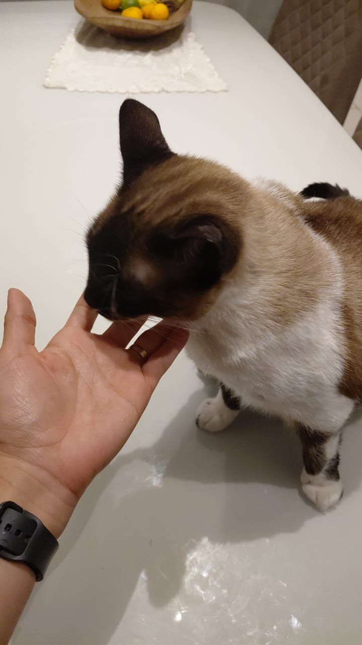Pet cuidado pela Equipe Joyce Pet em Serra