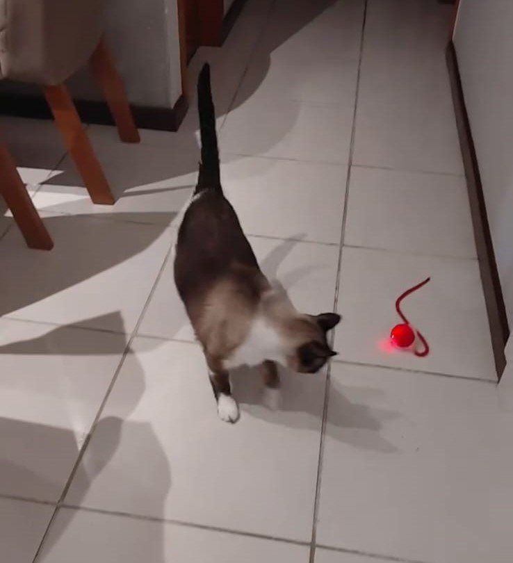 Pet cuidado pela Equipe Joyce Pet em Serra