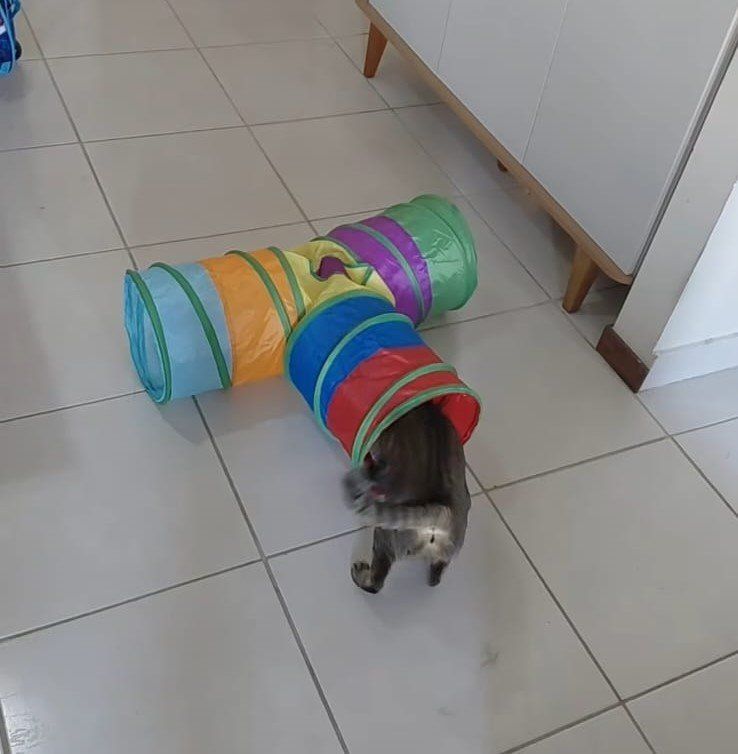 Pet cuidado pela Equipe Joyce Pet em Serra